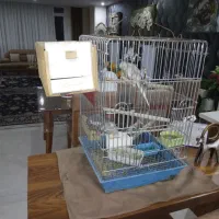 عروس هلندی|پرنده|رودهن, |دیوار