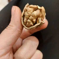 فروش گردوی هاسون کیلویی ۴۰۰