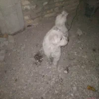 سگ پا کوتاه فروش فوری