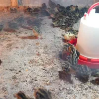 جوجه بلدرچین|پرنده|نیمروز, |دیوار