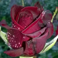 بلیط تئاتر ول شدگان