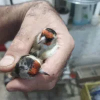 سهره کرمونی وسرسیاه نیم گلی|پرنده|شیراز, شهرک استقلال|دیوار