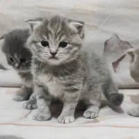 واگذاری بچه گربه|گربه|رفسنجان, |دیوار