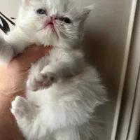 گربه|گربه|گرگان, |دیوار