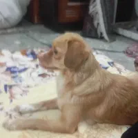 یک توله سگ اشپیزر