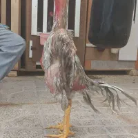خروس لاری اوشامو