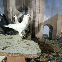 کبوتر|پرنده|تبریز, |دیوار