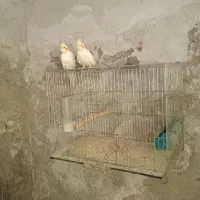 عروس هلندی.وتخم..توضیحات|پرنده|سبزوار, جوادیه شرقی|دیوار