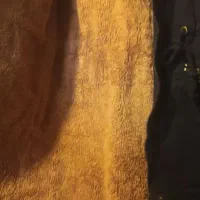 کاشن پالتو|لباس|همدان, |دیوار