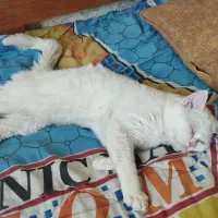 گربه نژاددارنر|گربه|گلبهار, شهر جدید گلبهار|دیوار