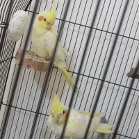 عروس هلندی