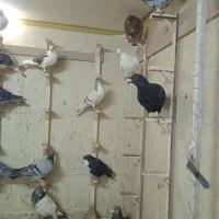 کبوتر برای نو بازی