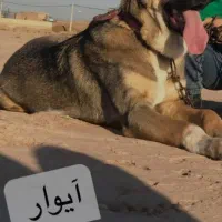 سگ پژدر|سگ|قم, امامزاده ابراهیم|دیوار