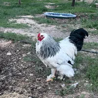 خروس برهما لایت