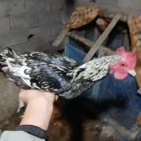 مرغ و خروس مینیاتوری بالغ|پرنده|حویق, |دیوار