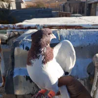 کبوتر شهری جفتی