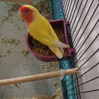 کتوله صورت هلویی نر|پرنده|شیراز, شریف‌آباد|دیوار