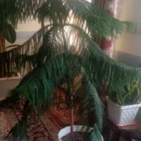 کاج مطبق