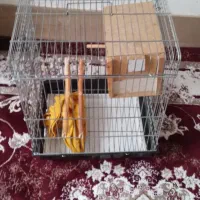 قفس ۱۰۳۲|لوازم جانبی حیوانات|رباط‌کریم, الارد|دیوار