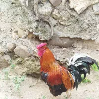 خروس محلی چهل تاج