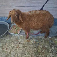 بره ماده