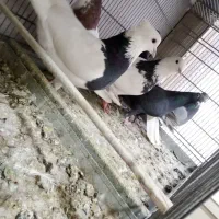 ۱۵ تا پراندنی