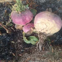 شلغم دامی|خدمات باغبانی و درختکاری|اصفهان, ارداجی|دیوار