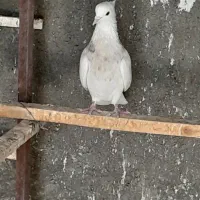 طوقی گم شده