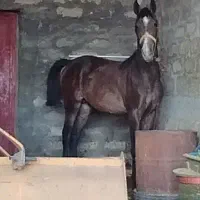 کره نریان ۱۸ ماهه