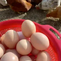 تخم مرغ ارگانیک خانگی دونه ای ۹ تومان|خوردنی و آشامیدنی|گلپایگان, |دیوار