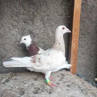 دو عدد غریب گیری