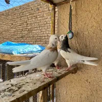 چند عدد کبوتر طوقی جوجه کاکلی