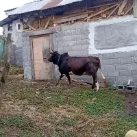 گاو محلی شکم دار
