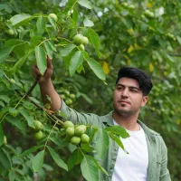 فروش ویژه نهال گردوی پیوندی دیرگل