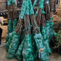 فروش انواع نهال گردوی پرسود و سازگار با منطقه شما