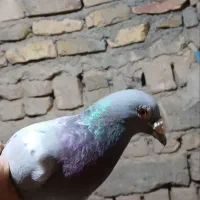 سلام ۳تا کفتر یکی سبز یکی مگس یکیم هال سیاه