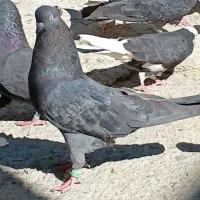 کبوتر زاغ
