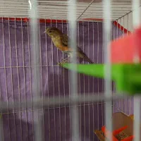 فروش فوری قناری کشیده بلند سوپر و اوپال جفت