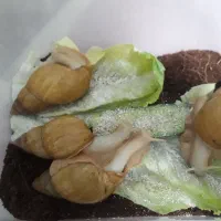 حلزون تخم گذار