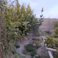 باغ فروشی (راین )|فروش دفتر صنعتی، کشاورزی، تجاری|راین, |دیوار