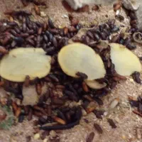 سوسک تاریکی و میلورم