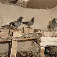 قره|پرنده|خواف, |دیوار