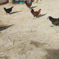 خروس فروشی|حیوانات مزرعه|دینور, |دیوار