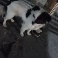 سگ پاکوتاه  روباهی