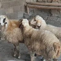 بره