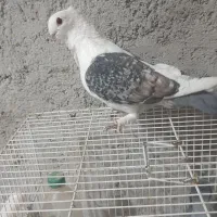 نرکفترساتن