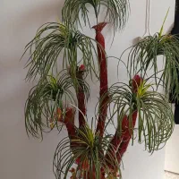 نخل مصنوعی|گل مصنوعی|صحنه, |دیوار