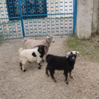 3بزقاله 5بره تالشی|حیوانات مزرعه|شاندرمن, |دیوار