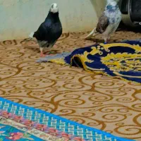 کفتر پرشی|پرنده|گرگان, |دیوار