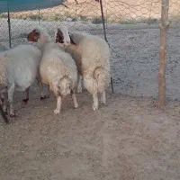 قوچ|حیوانات مزرعه|خرم‌آباد, |دیوار